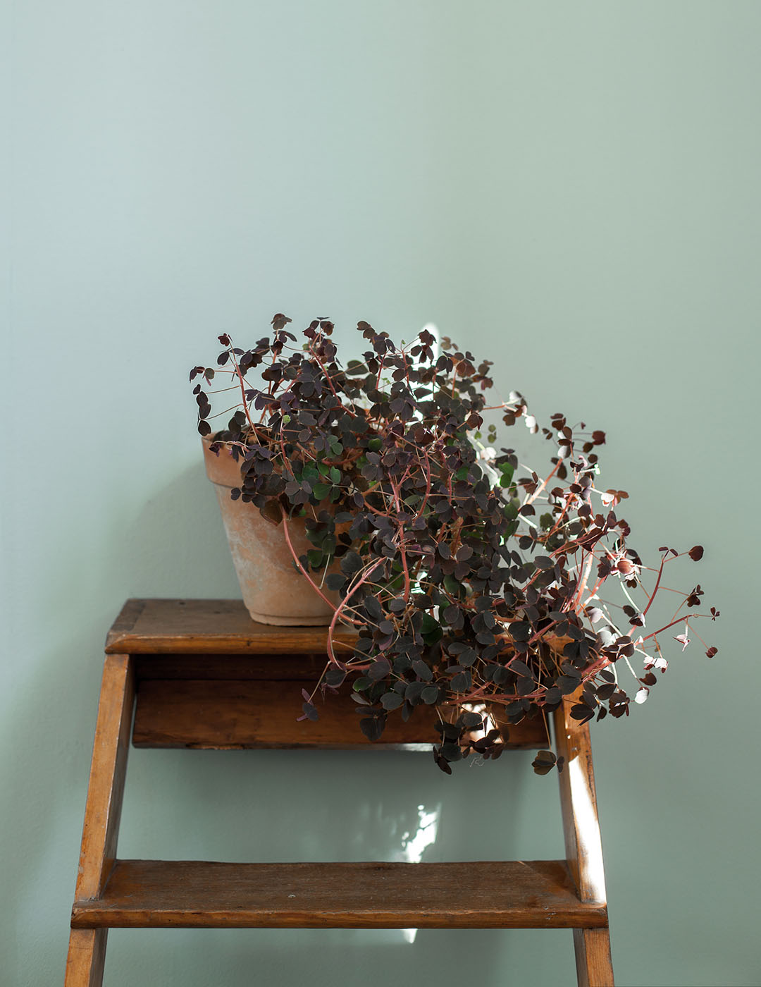 V&auml;gg m&aring;lad med Auros v&auml;ggf&auml;rg i kul&ouml;ren Turkos Patricia.